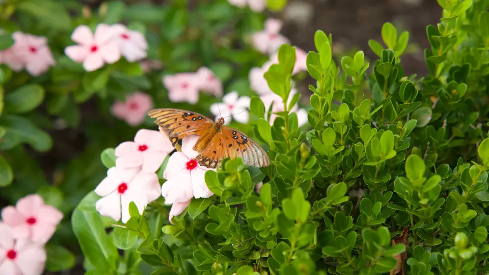 dpa-butterfly-release