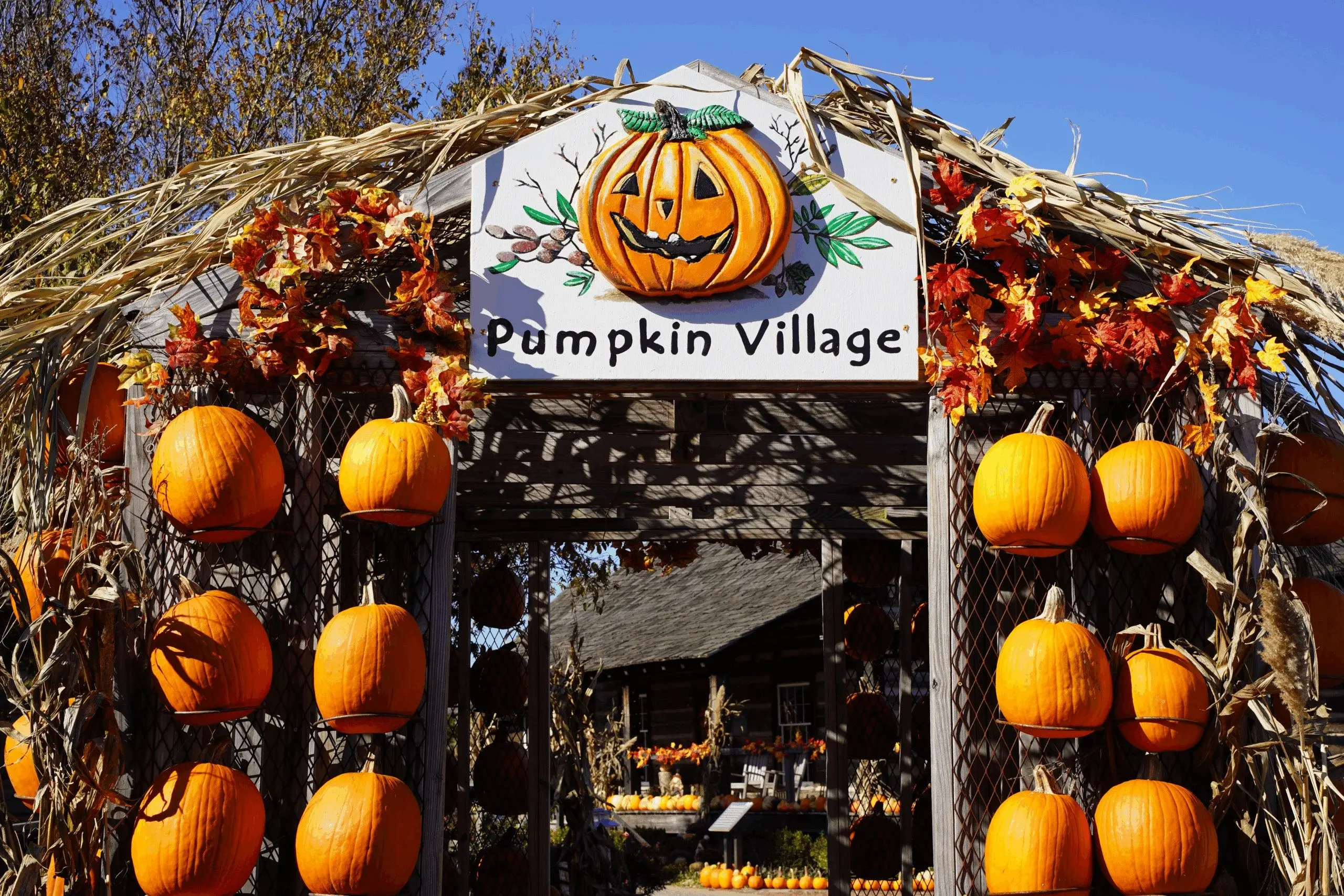 dpa-pumpkin-3