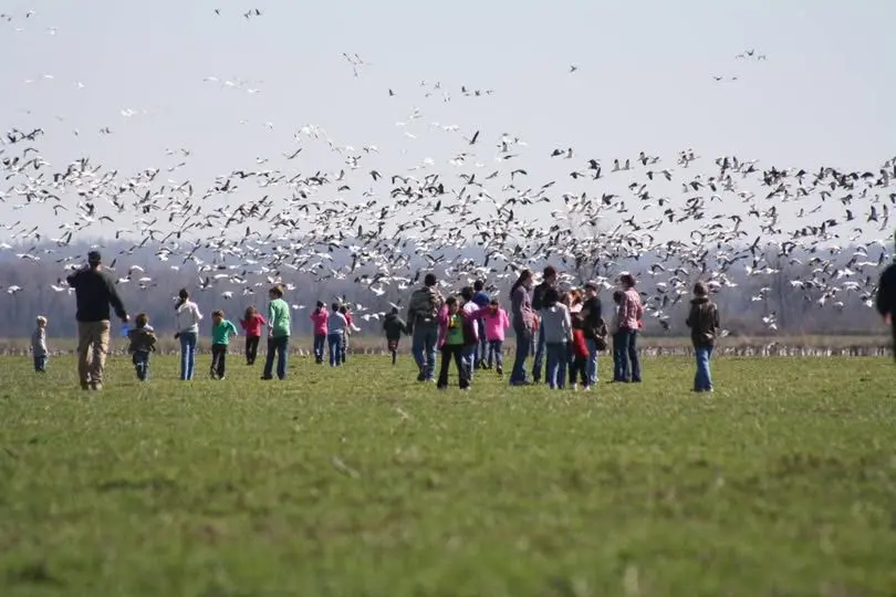 birding-at-reelfoot-lake-state-park-in-tiptonville-tennessee