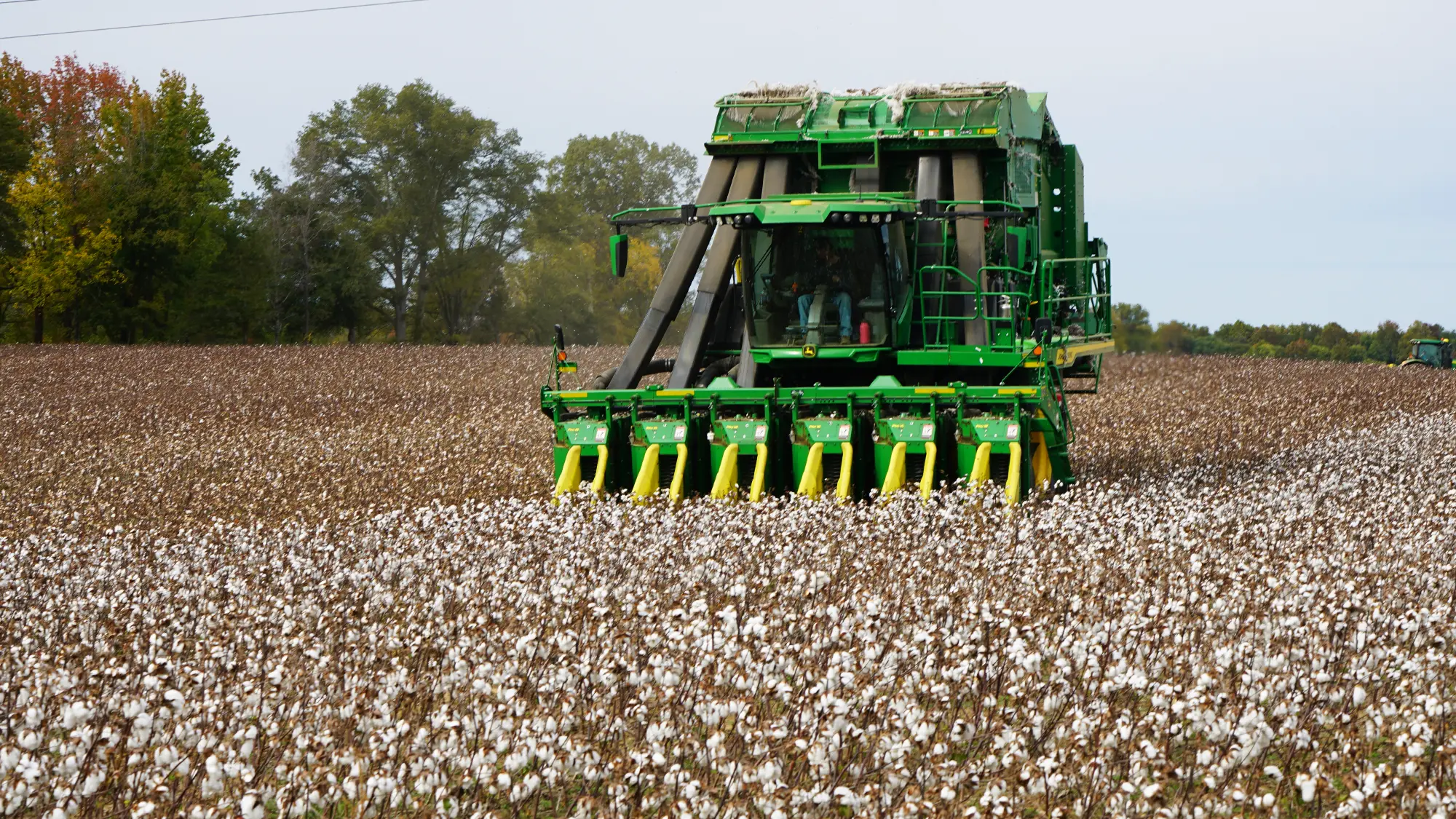 cotton-harvest_utia