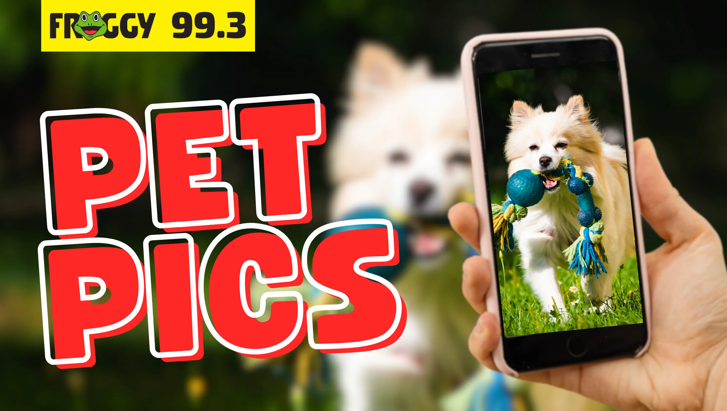 Pet Pics Photo Contest Graphic