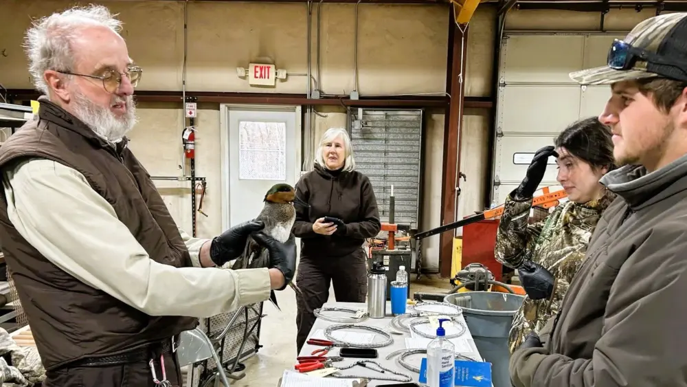 refuge-banding-process