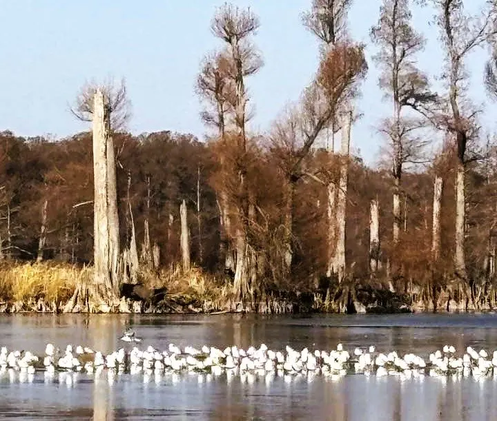 reelfoot-pelicans-25
