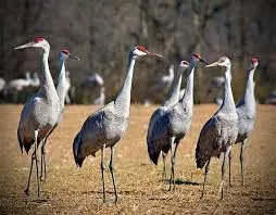 tenn-sandhill-crane