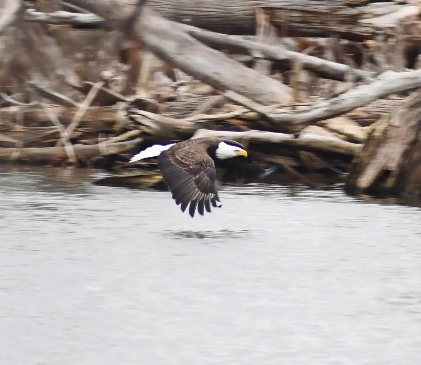 reelfoot-eagle-pic