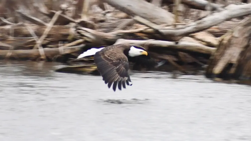 reelfoot-eagle-pic-2