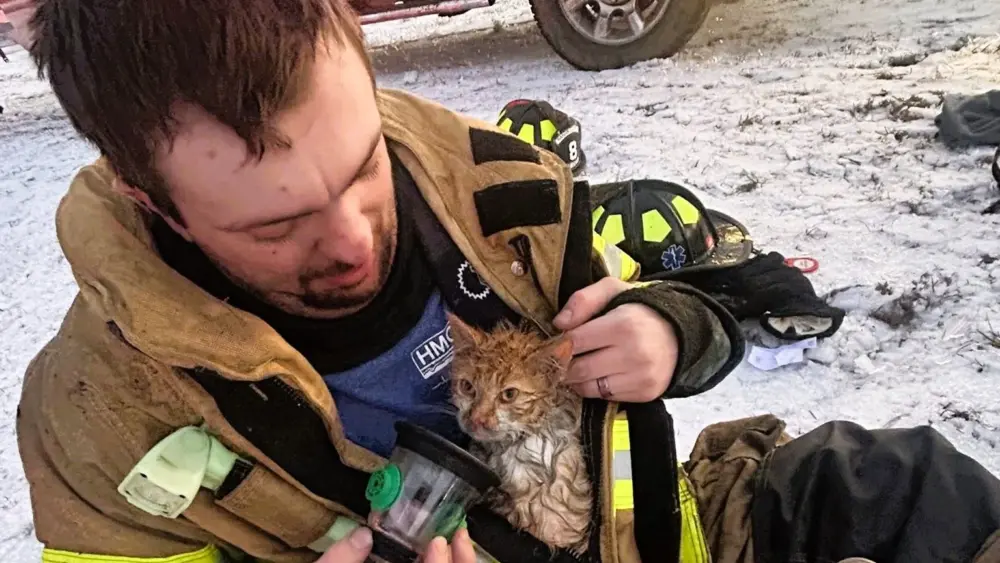 hardin-co-cat-rescue
