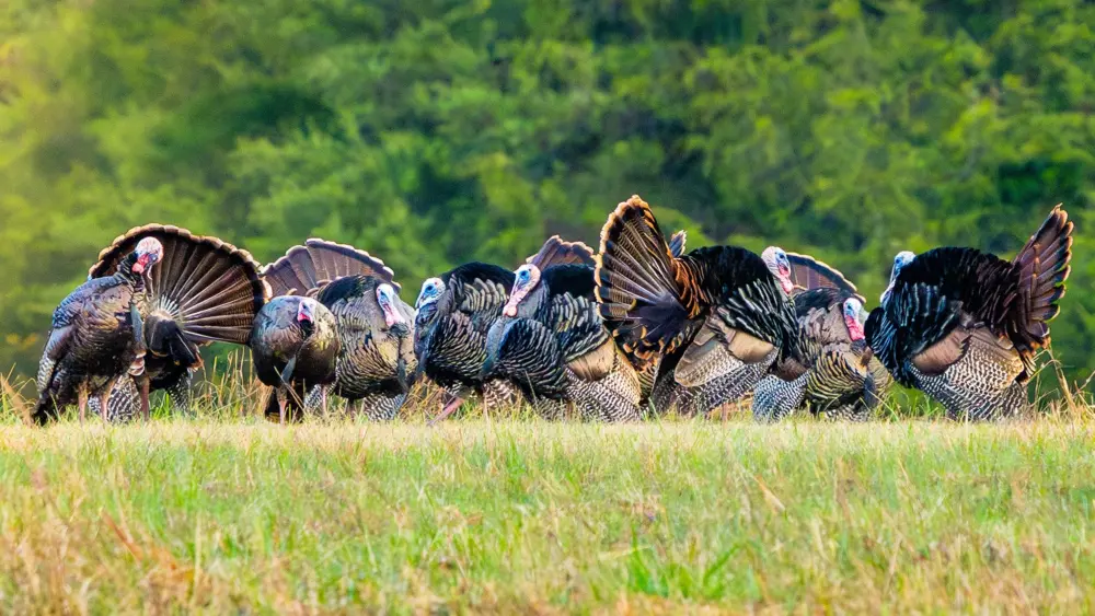 twra-photo_credit_angela-_lannom_lebanon_wild-turkey2
