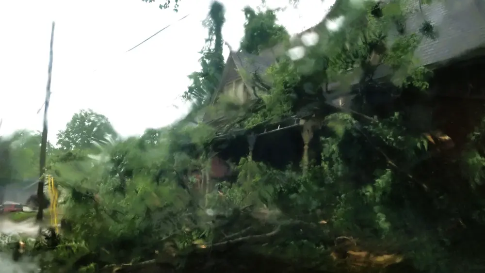 mae-corum-house-tree