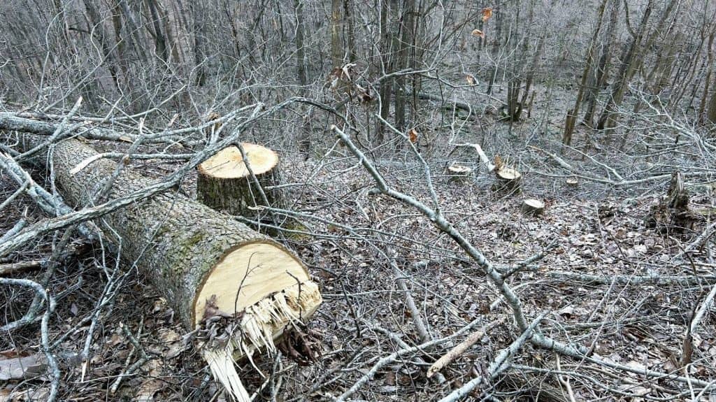 Grand Jury Indicts Nashville Man For Alleged Illegal Timber Cutting