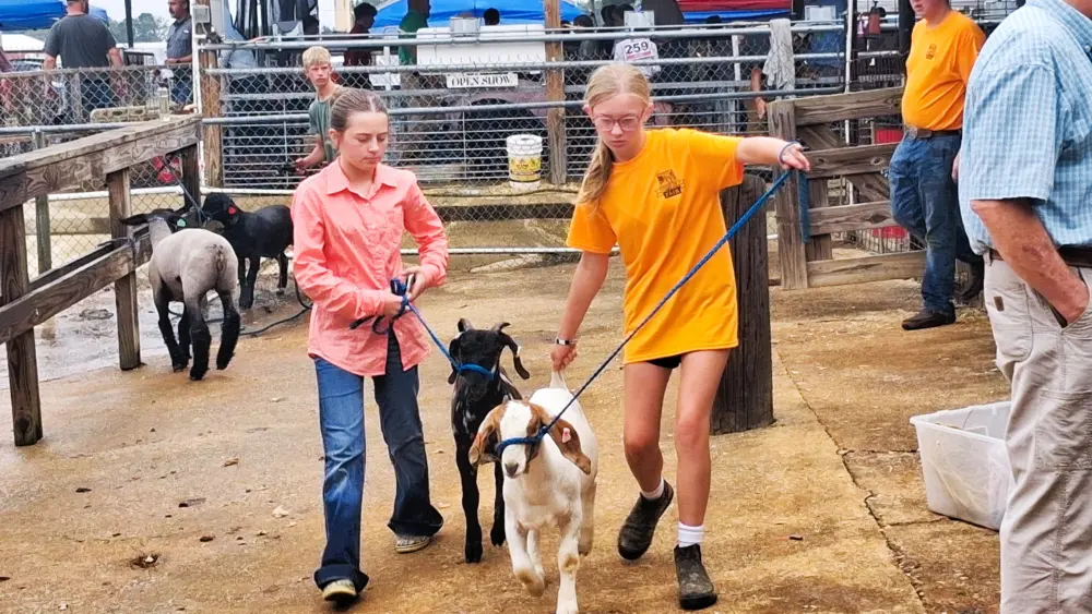 fair-26-livest-goats