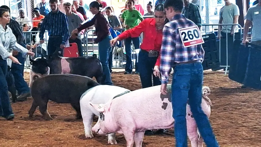 fair-26-livest-hogs