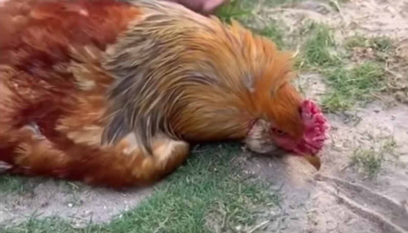 Chicken