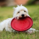 12 Keeping Balls And Frisbees That Land In Your Yard: Things You Start to Do as an Old Man