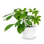 A Plant: A plant