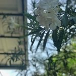 Magnolia: Magnolia