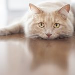 Shutterstock 156414890: cat