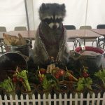Racoon's love booze: Squirrely