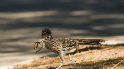 greater-roadrunner-geococyx-californianus-adult-with-snake-salton-sea-california