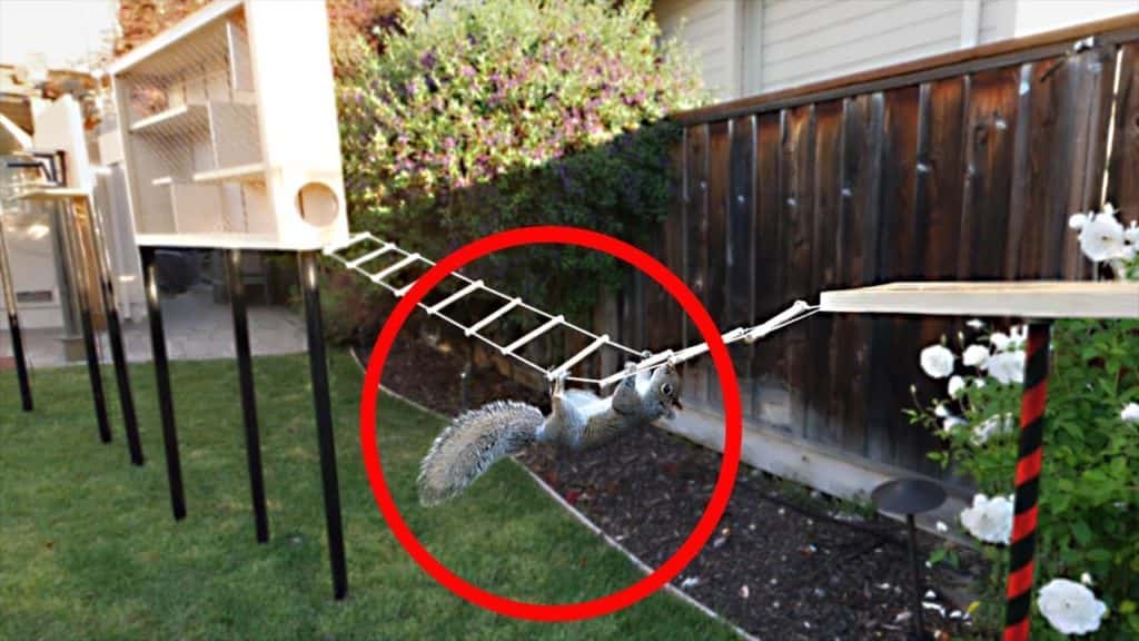 squirrel catapult on fence