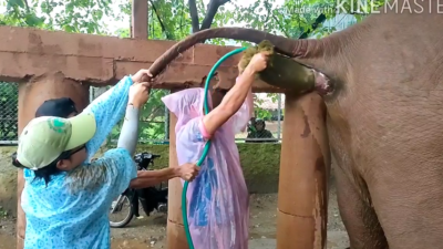 elephant butt