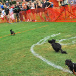 2012 klbj rockin weenie races