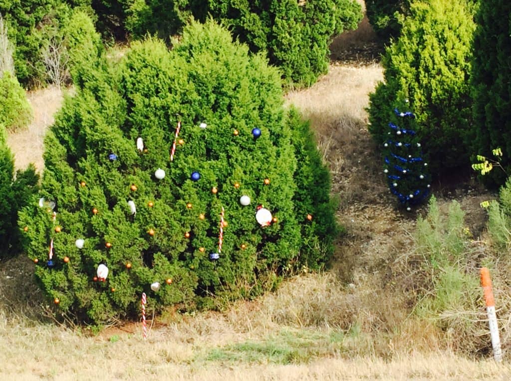Decorated trees on the side of road