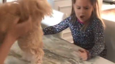 kid and dog prank