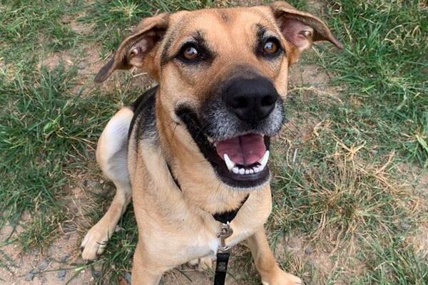 Austin Animal Center dog