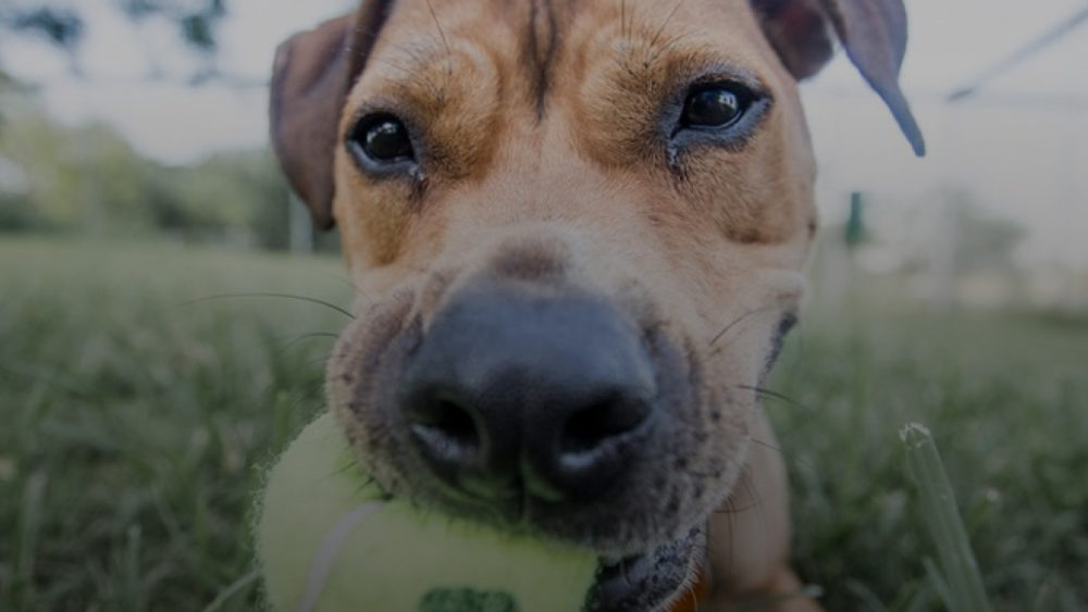 Austin Animal Center