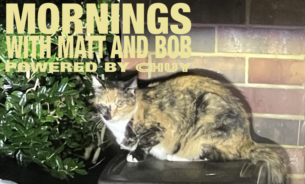 Cat poster