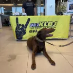 img_0267 chuy nissan puppy