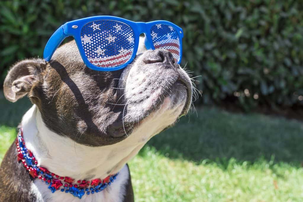 dog wearing fourth of july themed sunglasses
