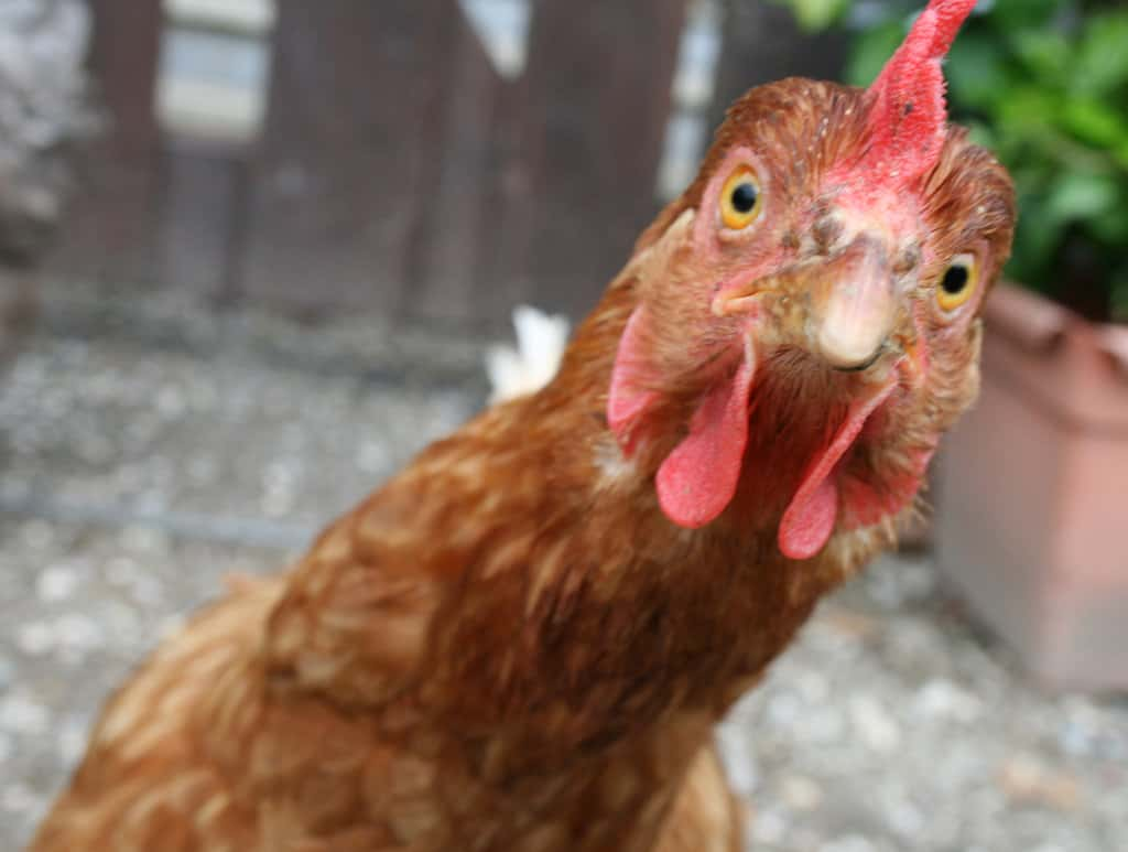 Officer In Portland Brings 'Free-Roaming' Chicken To The Big 