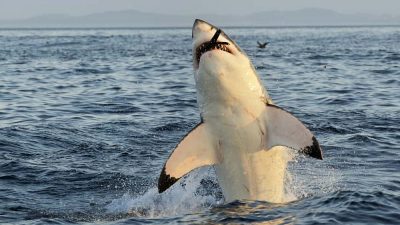 Great White Shark (Carcharodon carcharias) breaching in an attack on seal