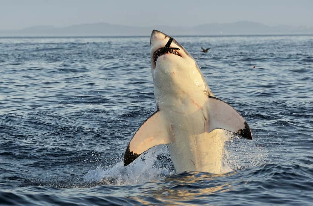 Great White Shark (Carcharodon carcharias) breaching in an attack on seal