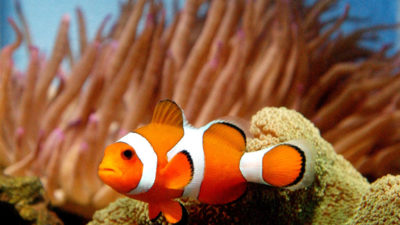 finding-nemo-movie-causes-surge-in-sales-of-clownfish