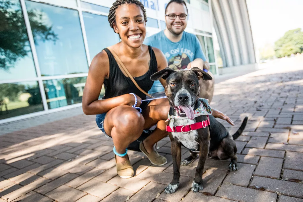 clear-the-shelters