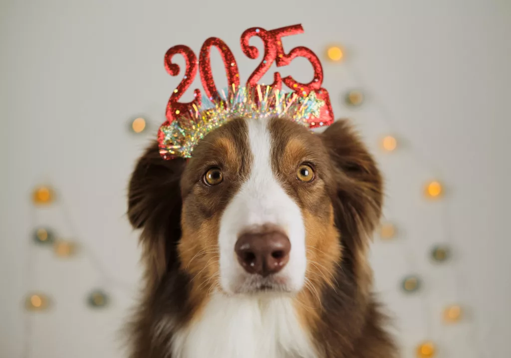 petscelebratenewyearandchristmasconcept-brownaustralianshepherd