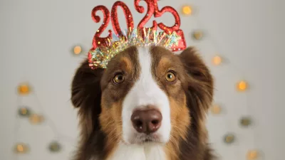 petscelebratenewyearandchristmasconcept-brownaustralianshepherd