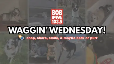 Waggin' Wednesday