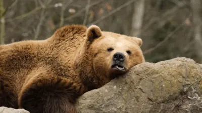 Bear sleeping on a rock