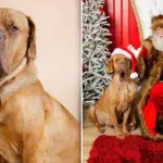 This Dog Has The Longest Tongue In The WORLD!