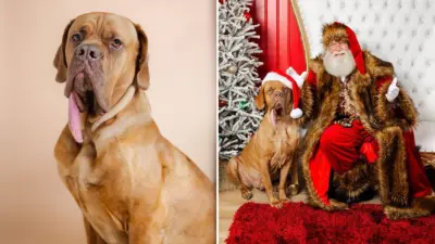 This Dog Has The Longest Tongue In The WORLD!