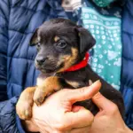 Austin Pets Alive! Needs Foster Help For Upcoming Cold Front!