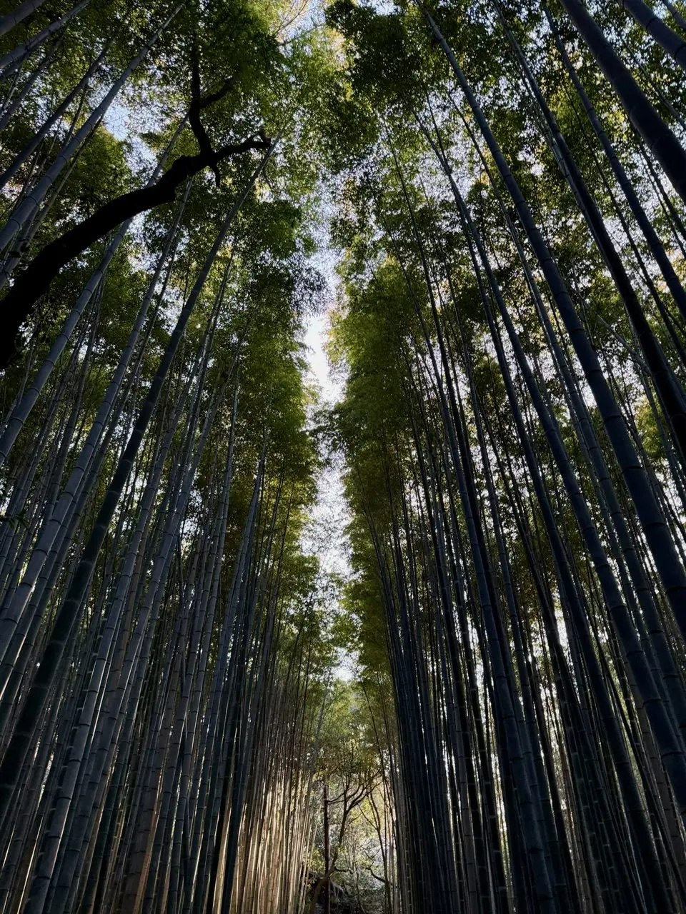 Krash in Japan