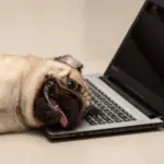 Pug Named World’s Ugliest Dog