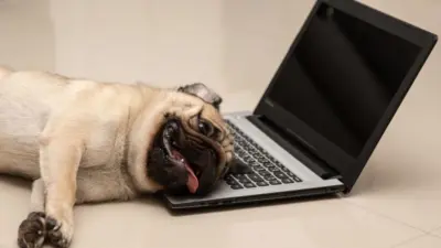 Pug Named World’s Ugliest Dog