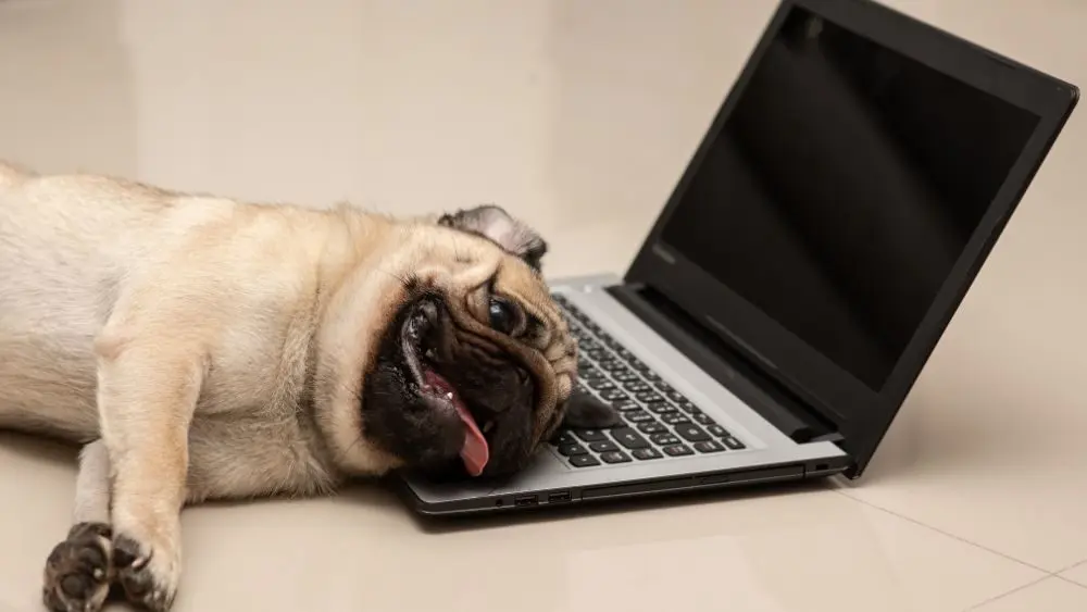 pug on a computer