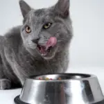 Heavy Metals in Cat Food? Something Smells Fishy!
